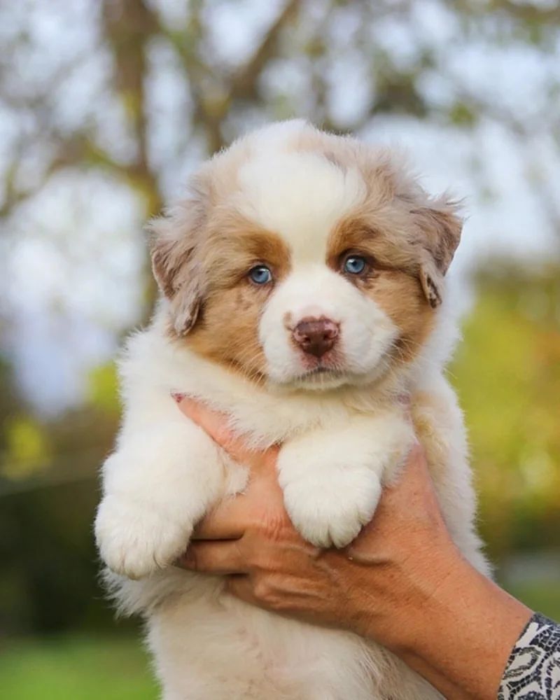 iz_doma_korolevoi_kennel в LOOKY — фото 6