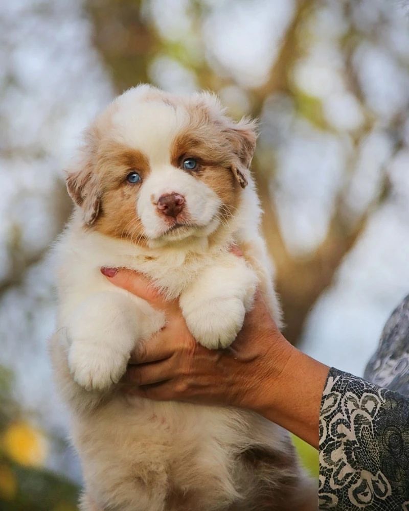 iz_doma_korolevoi_kennel в LOOKY — фото 4