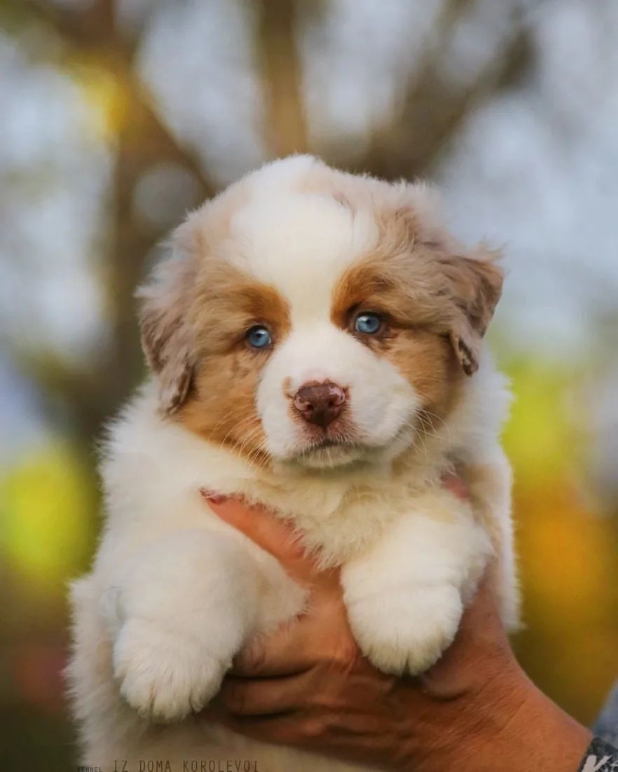 iz_doma_korolevoi_kennel в LOOKY — фото 9