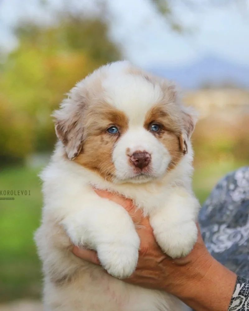 iz_doma_korolevoi_kennel в LOOKY — фото 7