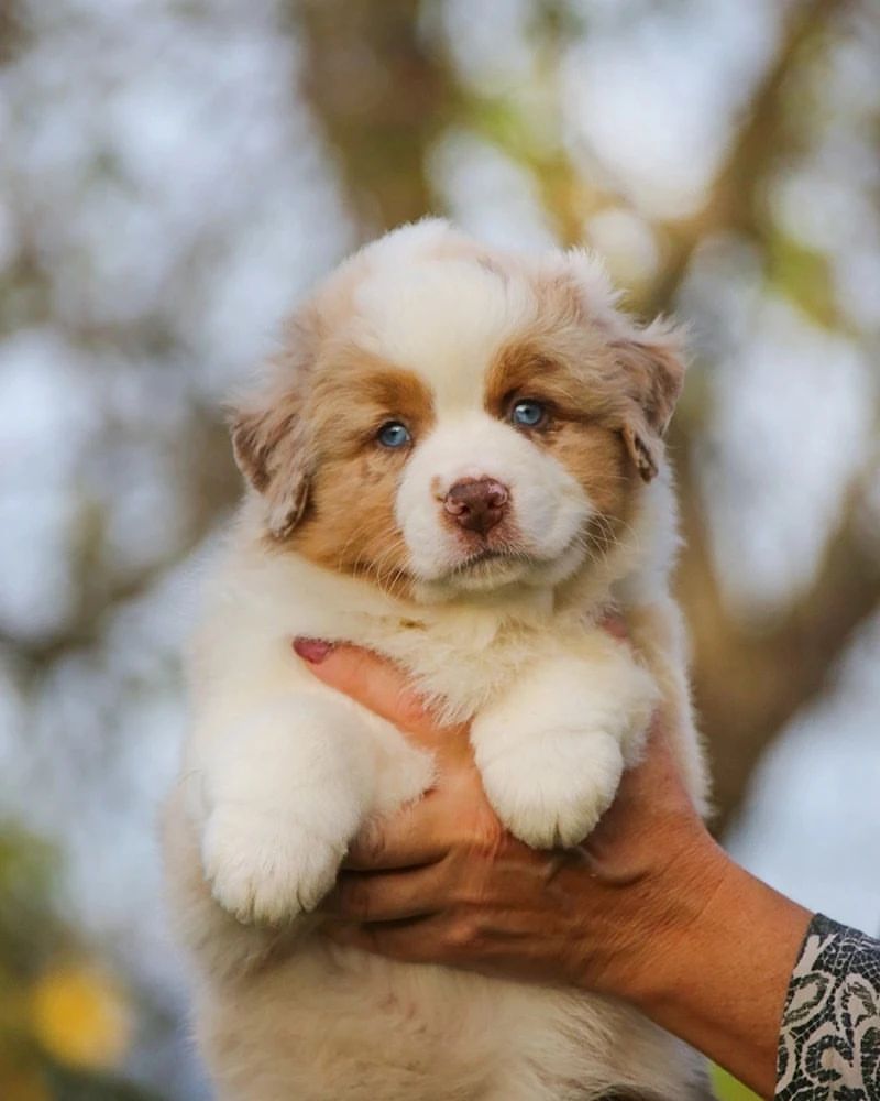 iz_doma_korolevoi_kennel в LOOKY — фото 3
