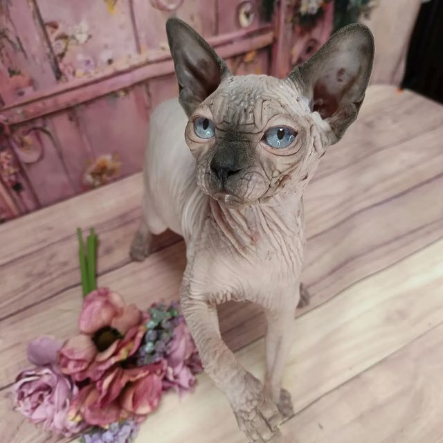 sphynx_shococats в LOOKY. . С виду очень морщини...
