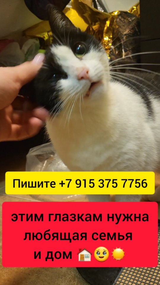 anastaciavictorovna в LOOKY. #кошкаищетдом,#ищетдом,#ХочуДомой,#кошкавдобрыеруки,#добрыеруки. Мск, МО - привезем, ...
