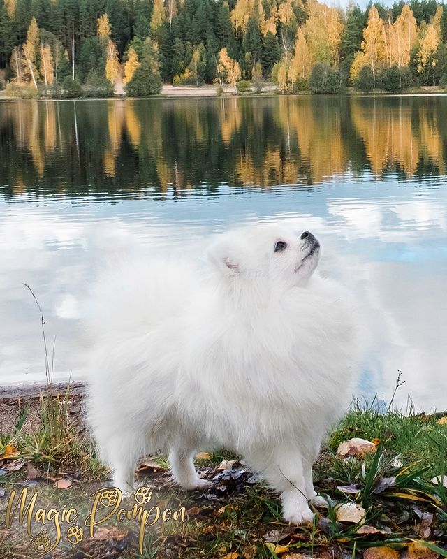 magicpompon в LOOKY. #белыйшпиц,#magicpompon,#pomeranian,#pomeranianpuppy,#whitepomeranian. Осенние сюжеты... Ка...