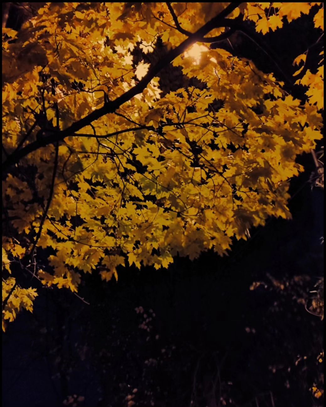 Анастасия Сергеевна в LOOKY — 🍁