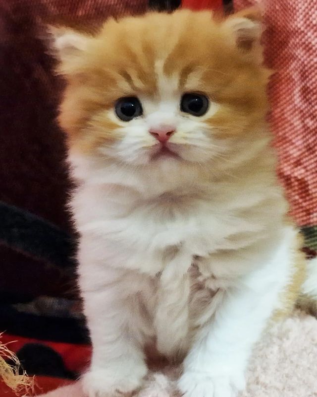 Вислоухие шотландские котята в LOOKY. #cat,#catstagram,#fold,#highlandfold,#cats_of_instagram,#kitten,#scottishfoldlonghair,#catsgram,#instacats,#catlover,#cotofinstagram,#instacats,#cotofinstagram,#petstagram,#kittensofinstagram,#animal,#,#scottishfoldcat,#kitty,#amazingcat,#kittycat,#kittens,#yourdailycat,#cutecat,#animals,#catsfollower,#scottishfoldkitten,#ねこ部,#猫,#. ♥️Boy, 1 months
Scot...
