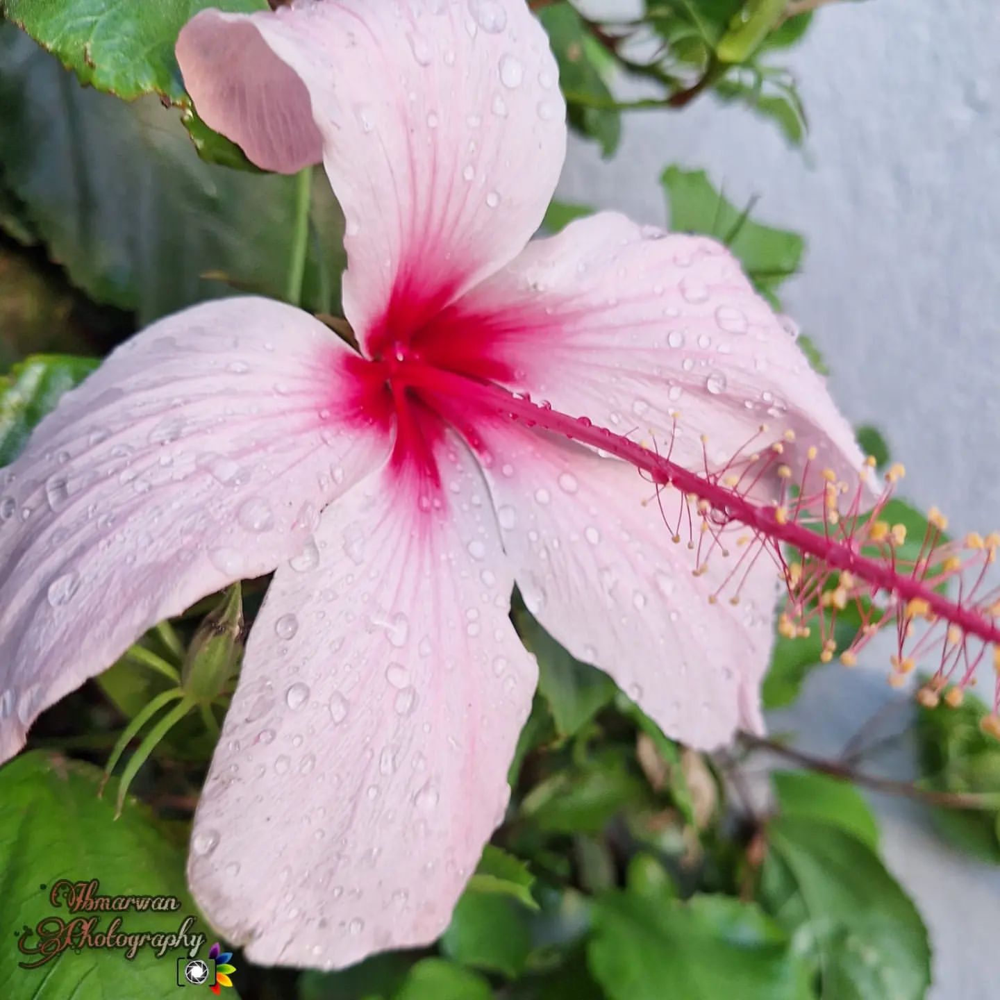 ibmarwan1 в LOOKY — фото 2
