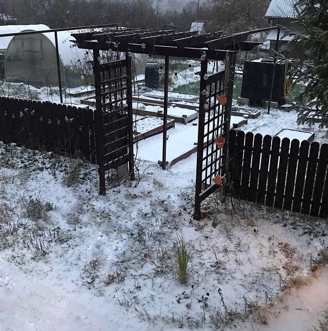 sarychevlesha в LOOKY. . Встретил на крыльце ...