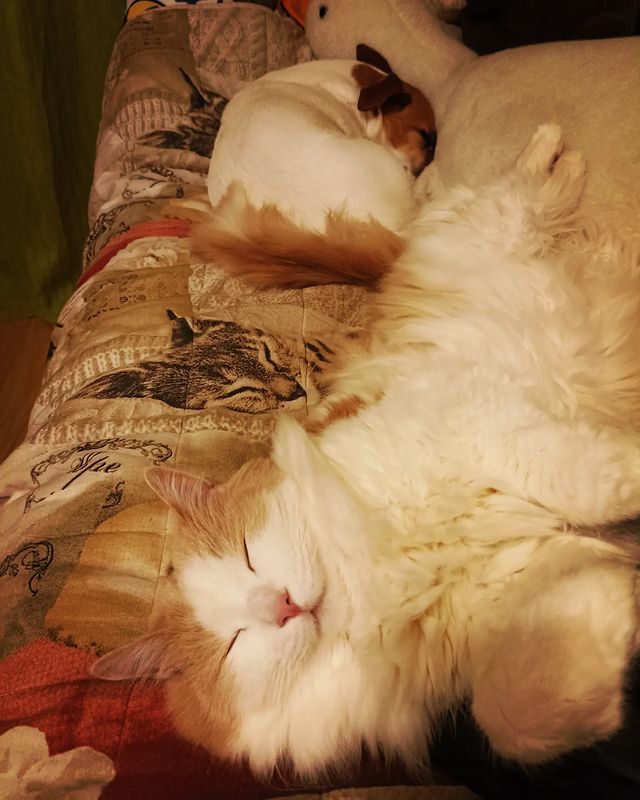 elena_elya_f в LOOKY. . 🐾🐾🐾