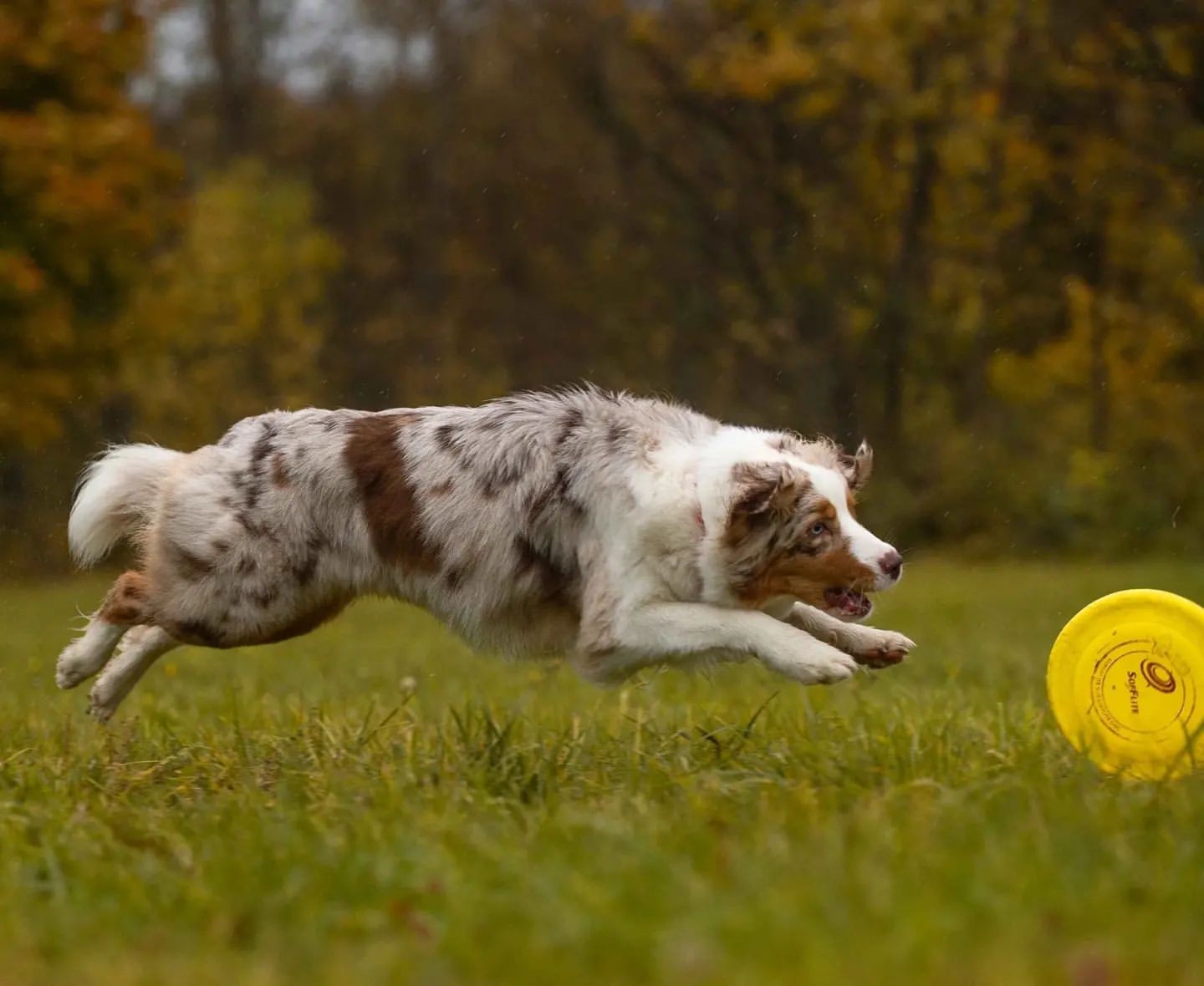 iz_doma_korolevoi_kennel в LOOKY — фото 10