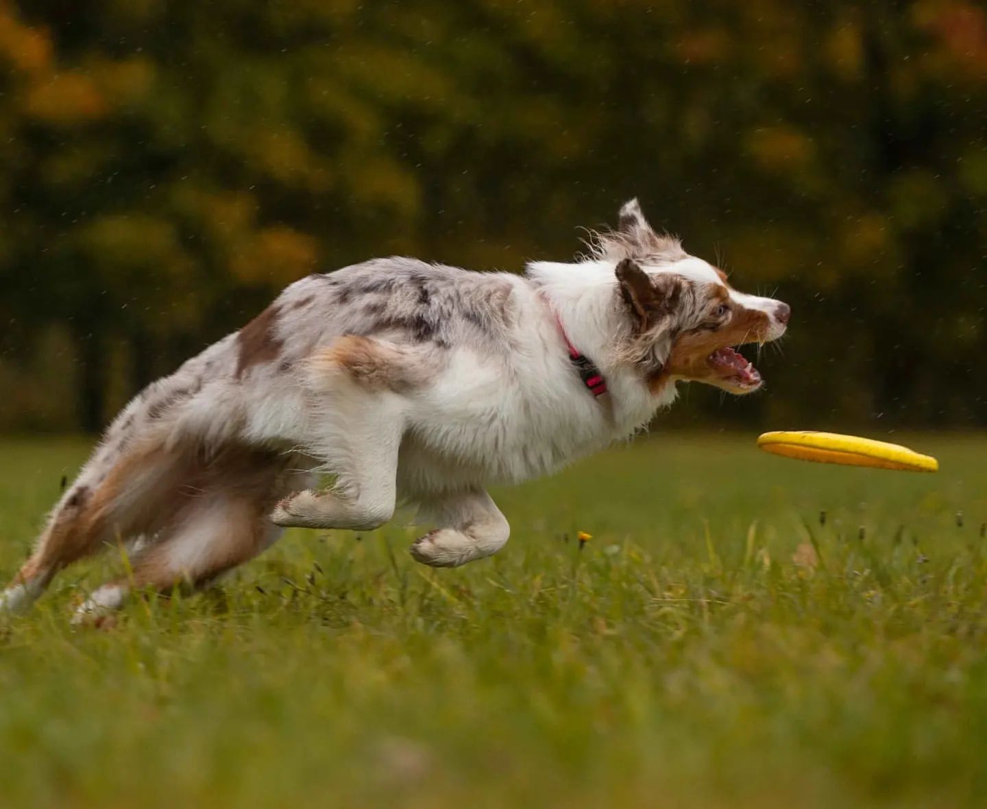 iz_doma_korolevoi_kennel в LOOKY — фото 3