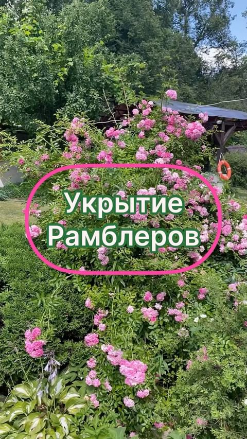 my_garden_every_day в LOOKY. #розы,#укрытиероз,#зимниеукрытияроз,#рамблер,#плетистыерозы,#сад,#мойсад,#садогород,#зимниеукрытие,#укрытиедляроз,#подготовкакзиме,#обрезкароз,#осенняяобрезкароз. 🌹Рамблеры🌹- это  п...