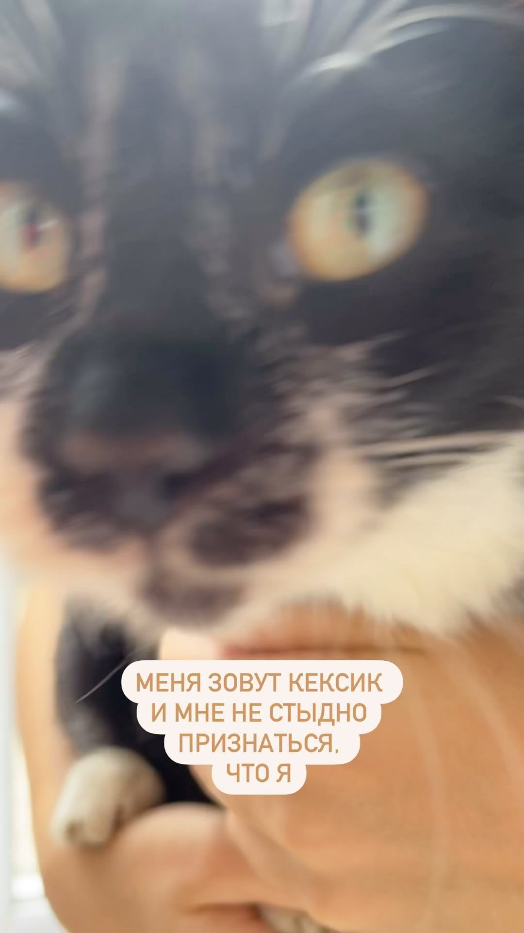 tose.an в LOOKY. . Кексик ищет домик //...