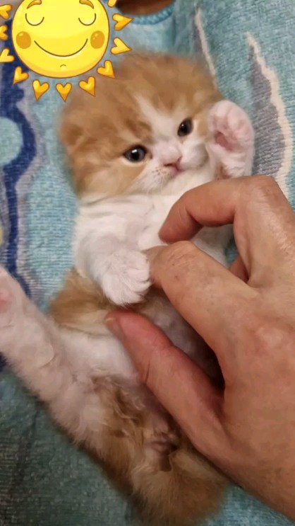 Вислоухие шотландские котята в LOOKY. . null