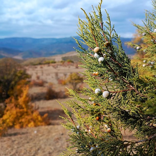 air в LOOKY. #mountain,#можжевельник,#nature,#mountains,#природа,#beautiful,#горы,#russia,#autumn,#осень,#landscape,#россия,#naturephotography,#naturelovers,#crimeaphoto,#crimea,#крым,#landscapephotography,#landscapelovers,#волшебство,#юг,#magic,#побережье,#seaside,#juniper,#mountainlovers. #mountain #можжевель...