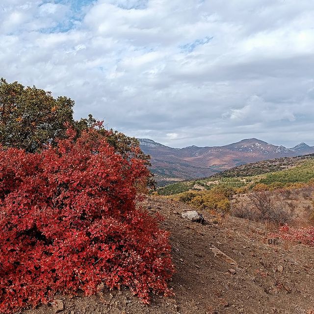 air в LOOKY. #mountain,#скумпия,#дуб,#nature,#mountains,#природа,#beautiful,#горы,#russia,#autumn,#осень,#landscape,#россия,#naturephotography,#naturelovers,#crimeaphoto,#crimea,#крым,#landscapephotography,#landscapelovers,#волшебство,#юг,#magic,#побережье,#seaside,#oak,#mountainlovers. #mountain #скумпия #...