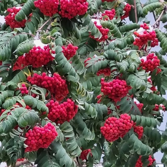 nadezda_goodluck в LOOKY. . Рябина под снегом...