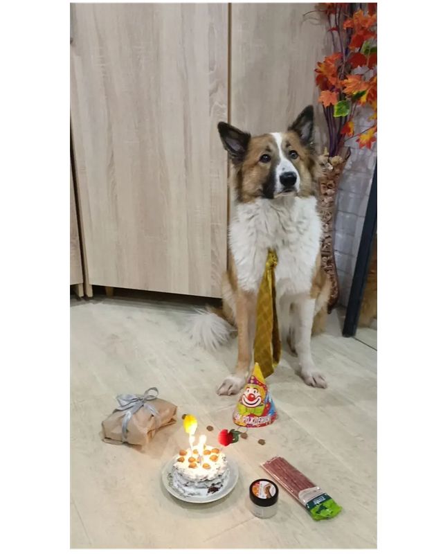 elena.bobrova.31 в LOOKY. #3года,#деньрождения,#деньрождениясобаки,#dog,#doglife. 3 года! 29.10.2023 #...