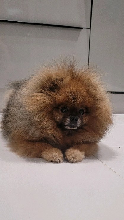 zubareva.marish в LOOKY. #pomeranians,#pomshpitz,#cutedogoftheday. Poms 🥰
#pomeranians...