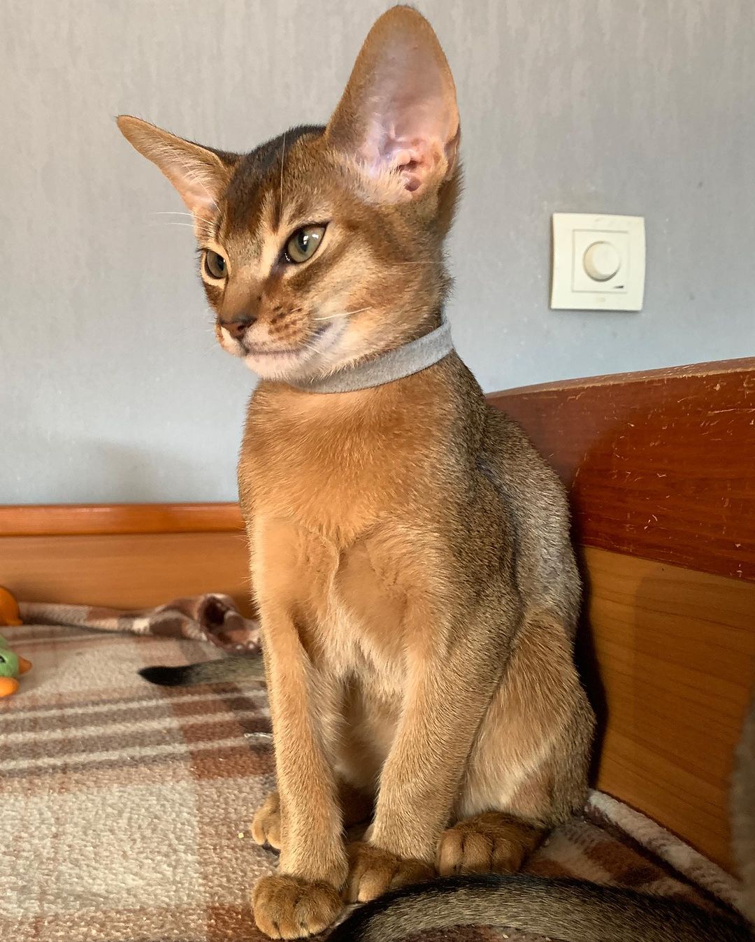 leo_minor_aby_cattery_cfa в LOOKY — фото 2