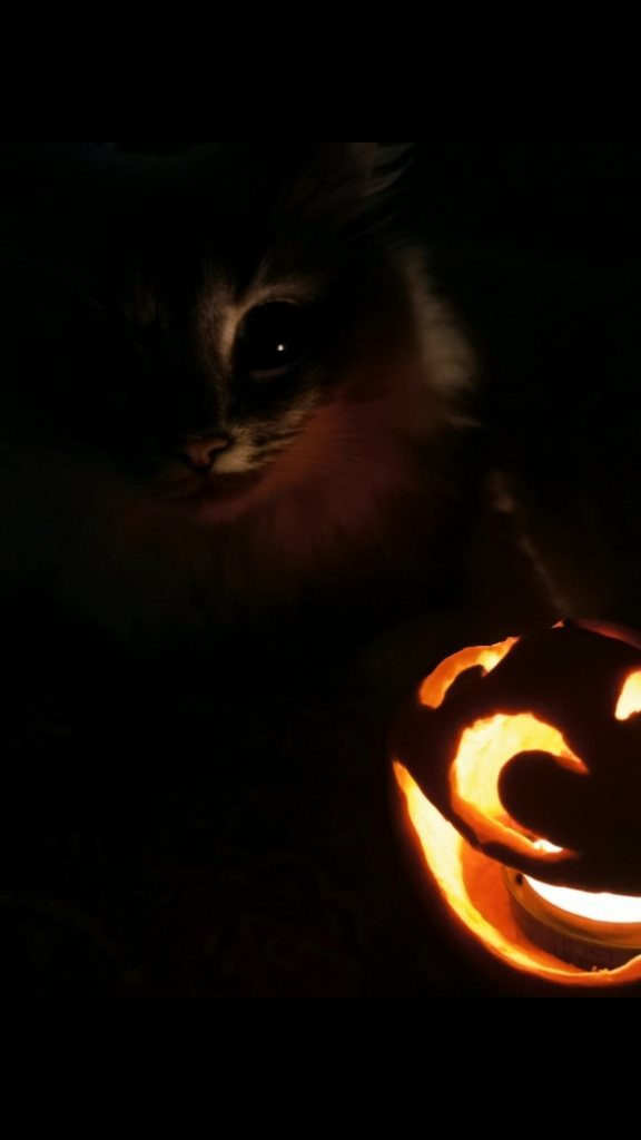 Daria Vyatkina в LOOKY. #halloween2023,#cats,#pumpkin,#thisishalloween. #halloween2023 #cats...