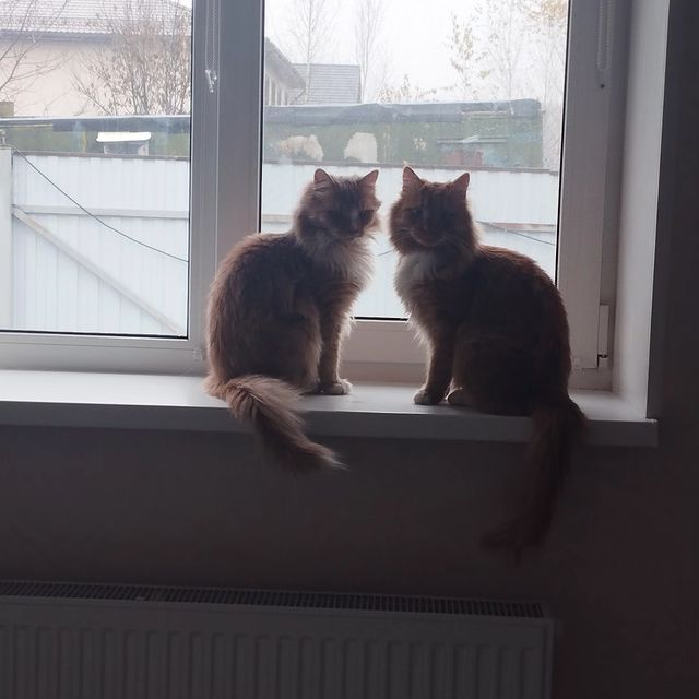 allochek82 в LOOKY. . Братишки