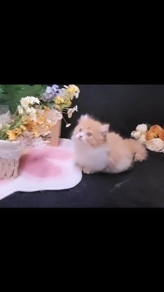 mimicat_cattery в LOOKY. #chinesetankcat. #chinesetankcat