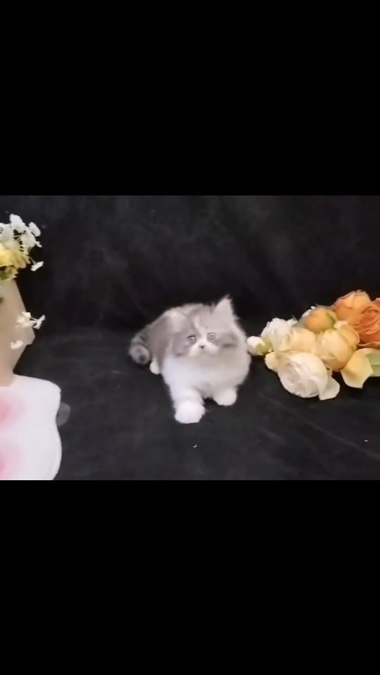 mimicat_cattery в LOOKY. #chinesetankcat. #chinesetankcat