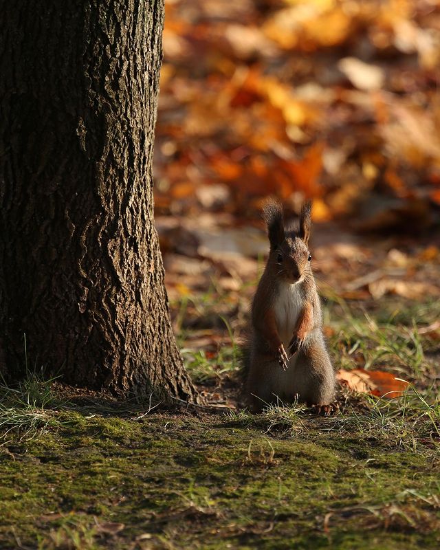 olegrammy в LOOKY. #белка,#squirrel. #белка #squirrel
