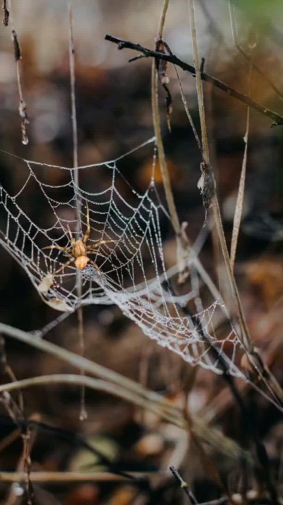dreamdollarsdomain в LOOKY. #spider,#spiderverse. Spider #spider #spid...
