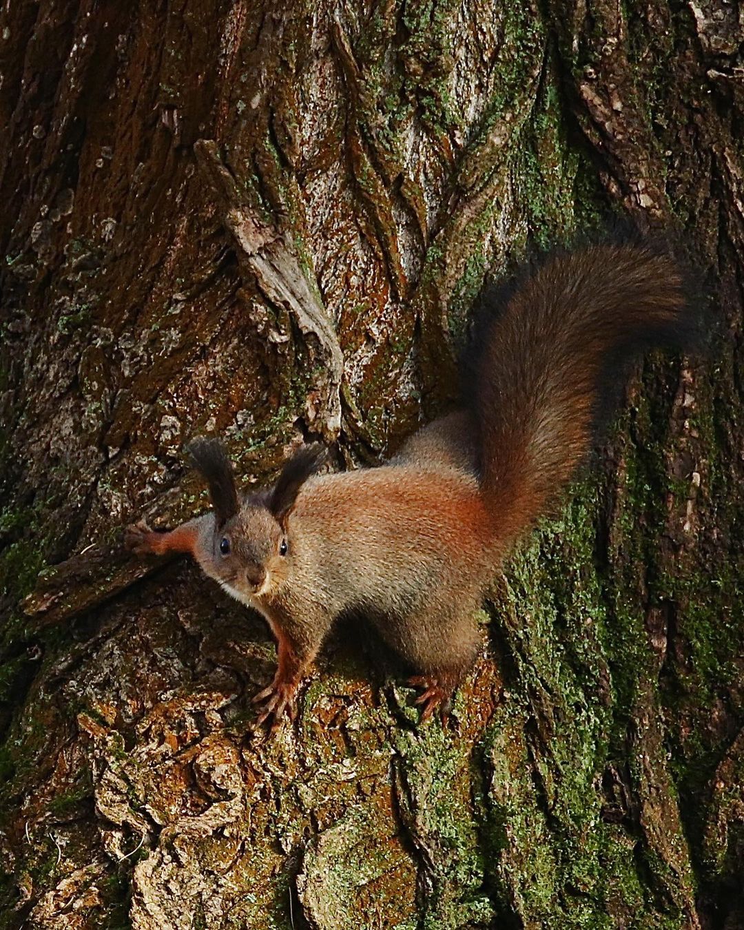 olegrammy в LOOKY — #squirrel #november