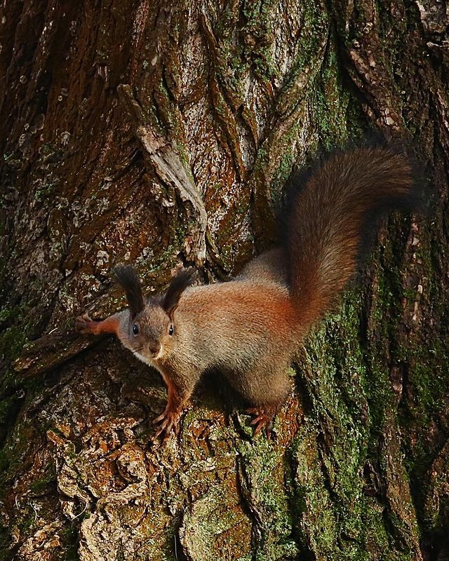 olegrammy в LOOKY. #squirrel,#november. #squirrel #november