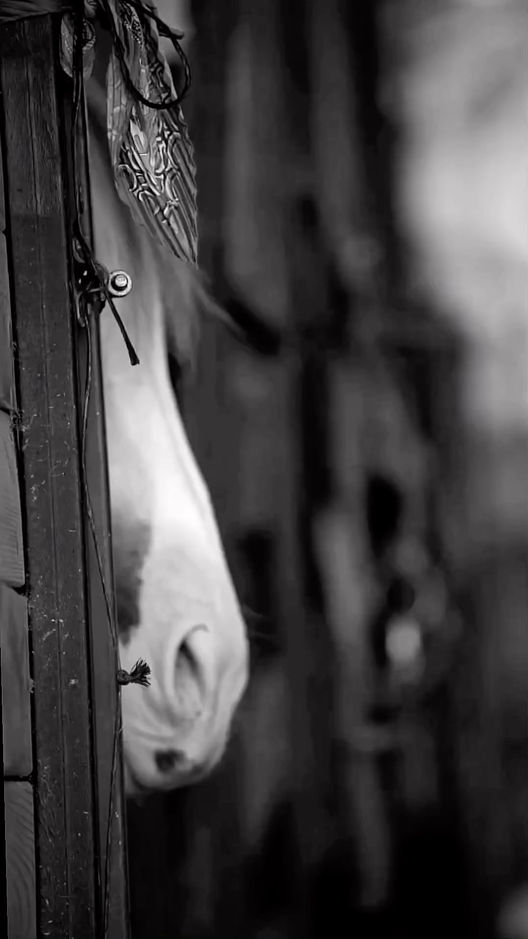 alivka.t_ в LOOKY. . Если нет никакой воз...