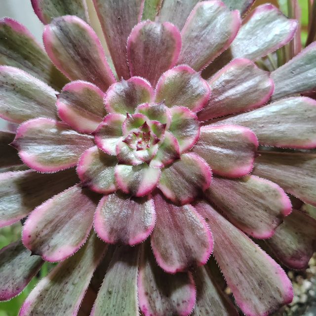 pautinka_club в LOOKY. #цветы,#хобби,#суккуленты,#эониум,#паутинка,#succulent,#flowers,#succulove,#aeonium. Эониумы в осенних ра...
