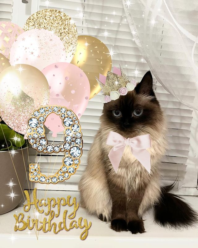 maksen_maksenych в LOOKY. #котоблог,#деньрождения,#9лет,#кошка,#пушистаяпринцесса,#cat,#happybirthday. Сегодня нашей принце...