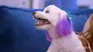 user_nsta108 в LOOKY. #animals,#dog. Dog #animals #dog