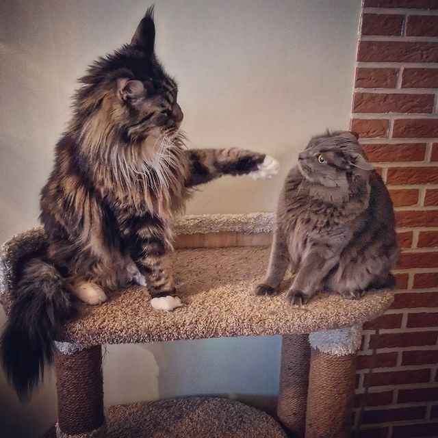 papatramp в LOOKY. #мейнкун,#бобтейл,#котики. На колени, холоп!

#...