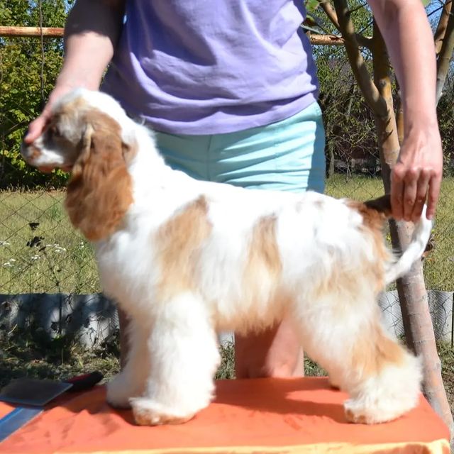 nastasya_groom_yablonovsky в LOOKY. . Предлагается очень к...