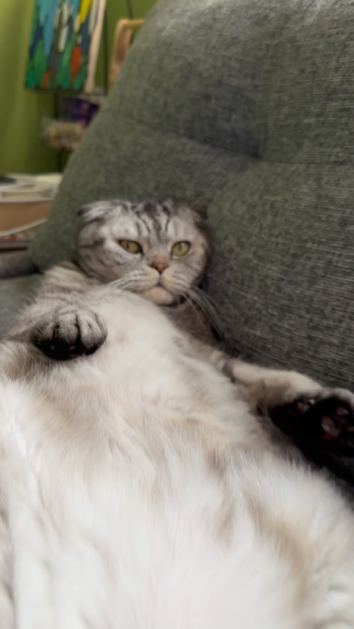 famousniki in LOOKY. #cat,#catsofinstagram,#relax,#котблогер,#никикот,#кот,#famousniki. Relax and enjoy #cat...