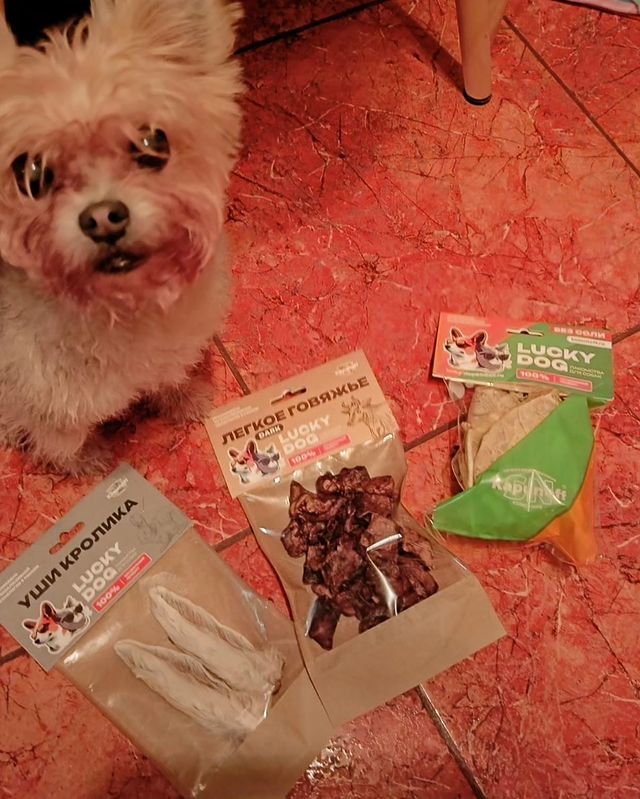 lucky_dog_kapunoff в LOOKY. #luckydog#kapunoff. Кейси и Мира тоже лю...