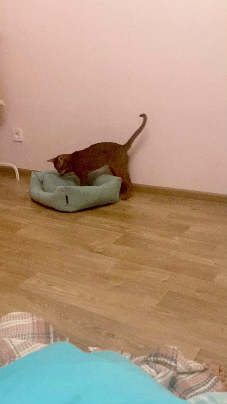 golden_panther_louis в LOOKY. #абики,#абисинскаякошка,#котята,#лучшиекошки,#питомниккошек,#абиссинец,#коты,#котэ,#котики,#люблюнемогу,#котикиправятмиром,#abyssinian,#abyssiniancat,#abyssiniankitten,#kittensofinstagram,#catsofinstagram,#cats,#beauty,#top,#supercat,#bestcats,#wcf,#topcat#golden_panther_louis#koteykaclub. Когда вселились бесы...