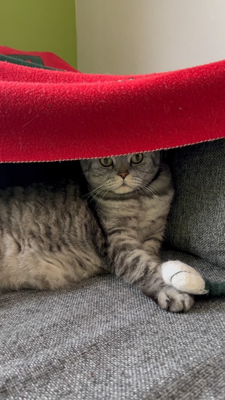 famousniki in LOOKY. #cat,#cats,#catsofinstagram,#никикот,#инстакот,#котблогер,#famousniki. Тигр в шатре/Tiger i...