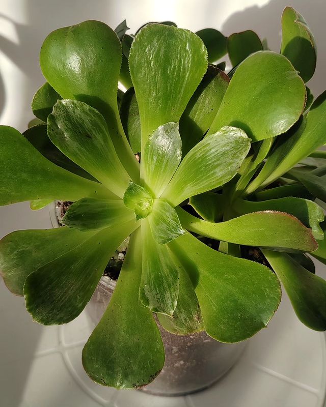 pautinka_club в LOOKY. #succulent,#aeonium,#succulove. Aeonium Taeng
#succu...
