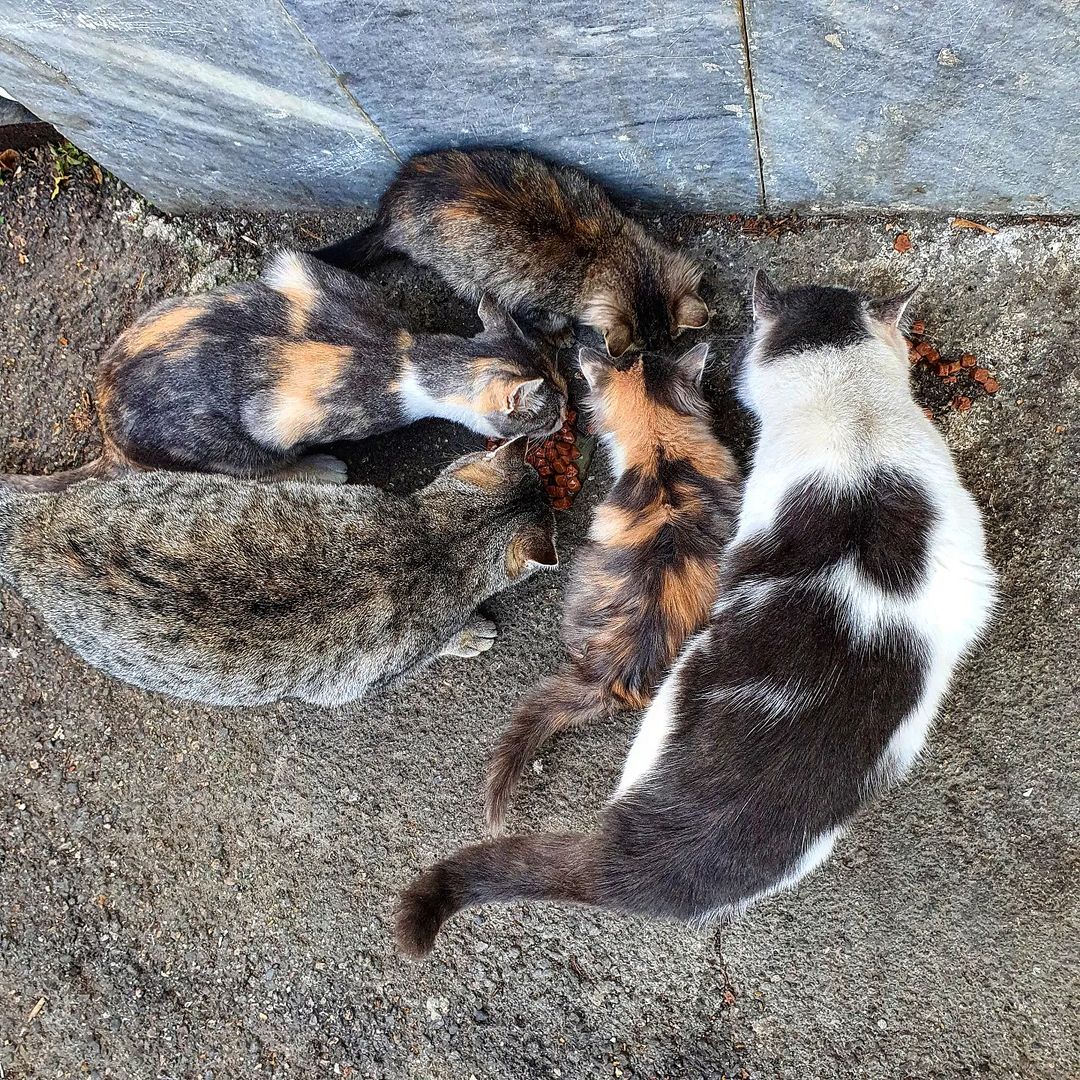 alla_foma2 in LOOKY. . Котовасия.
#коты#ули...