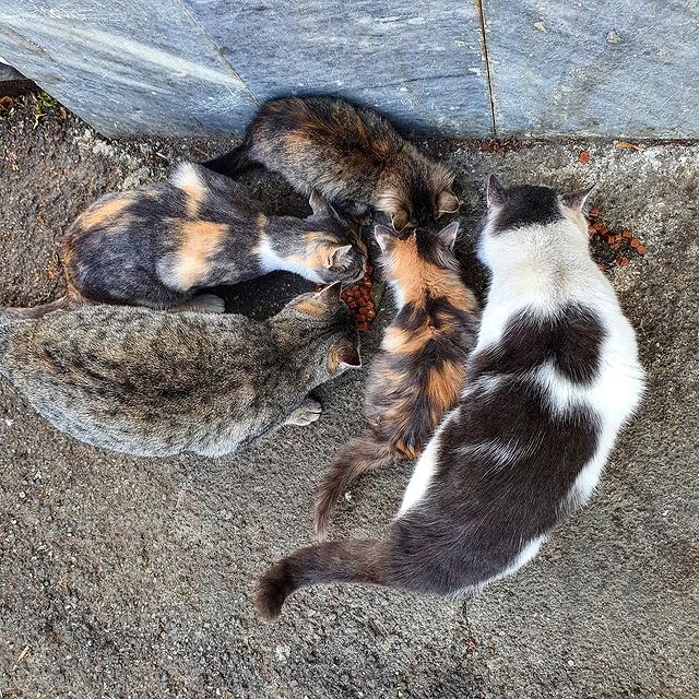 alla_foma2 в LOOKY. . Котовасия.
#коты#ули...