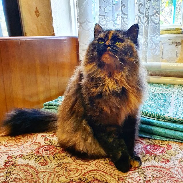 alla_foma2 в LOOKY. . Две молоденькие коше...