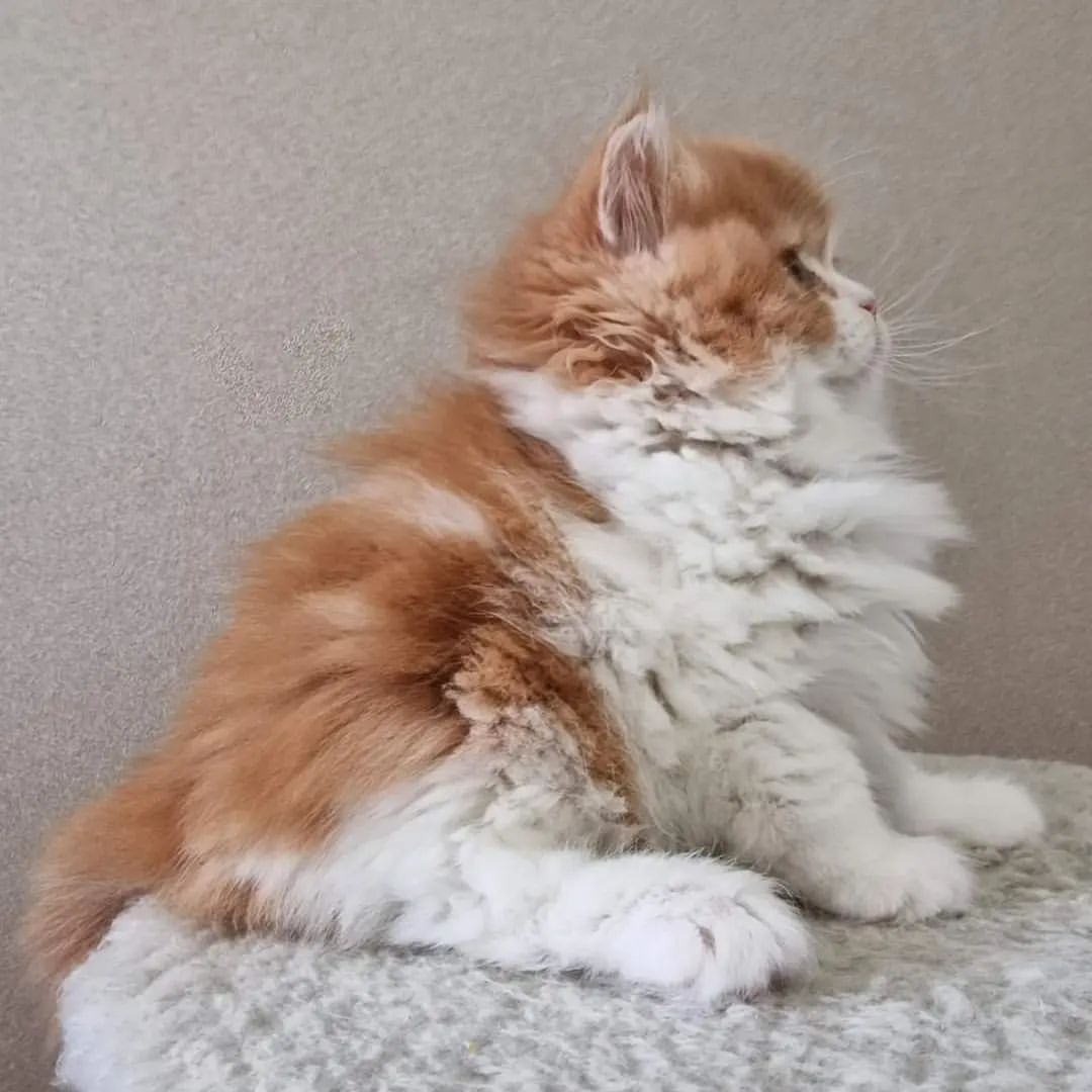 Вислоухие шотландские котята в LOOKY — фото 2