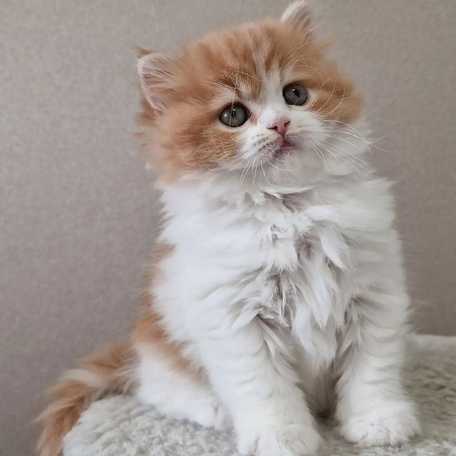 Вислоухие шотландские котята в LOOKY. #cat,#catstagram,#fold,#highlandfold,#cats_of_instagram,#kitten,#scottishfoldlonghair,#catsgram,#instacats,#catlover,#cotofinstagram,#instacats,#cotofinstagram,#petstagram,#kittensofinstagram,#animal,#,#scottishfoldcat,#kitty,#amazingcat,#kittycat,#kittens,#yourdailycat,#cutecat,#animals,#catsfollower,#scottishfoldkitten,#ねこ部,#猫,#. ♥️Boy, 1,5 months
Sc...