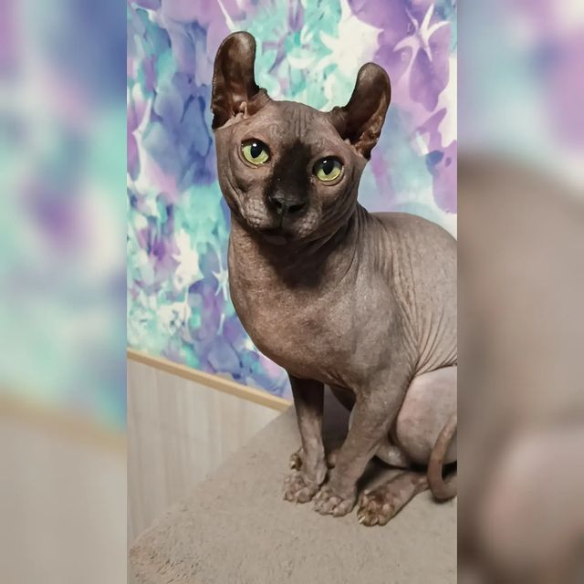 sphynx_shococats в LOOKY. . Это Джексон. Это наш...
