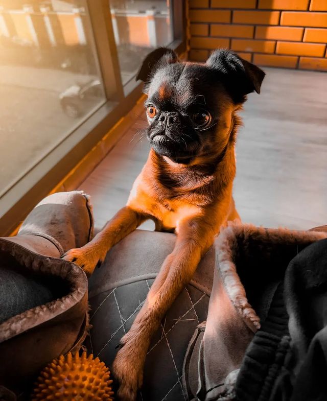 yoshik_dog в LOOKY. . Сегодня важный день ...